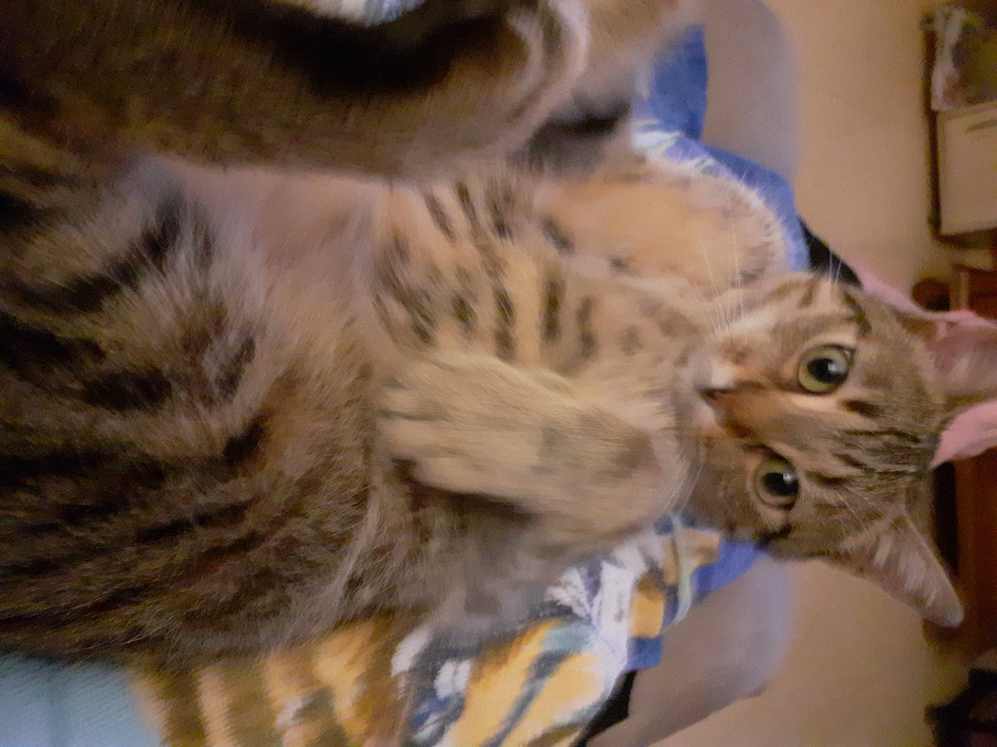 Padjo participe au concours pour gagner de l'argent avec cette photo : bed, carnivore, cat, claw, comfort, domestic_short_haired_cat, felidae, fur, paw, picture_frame, small_to_medium_sized_cats, snout, tail, terrestrial_animal, whiskers, wildlife