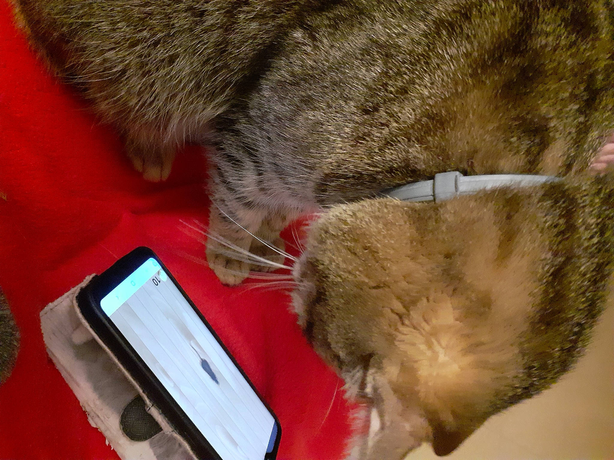 Padjo participe au concours pour gagner de l'argent avec cette photo : carnivore, cat, claw, comfort, communication_device, display_device, domestic_short_haired_cat, fawn, felidae, fur, gadget, mobile_device, paw, portable_communications_device, small_to_medium_sized_cats, snout, tablet_computer, tail, terrestrial_animal, whiskers