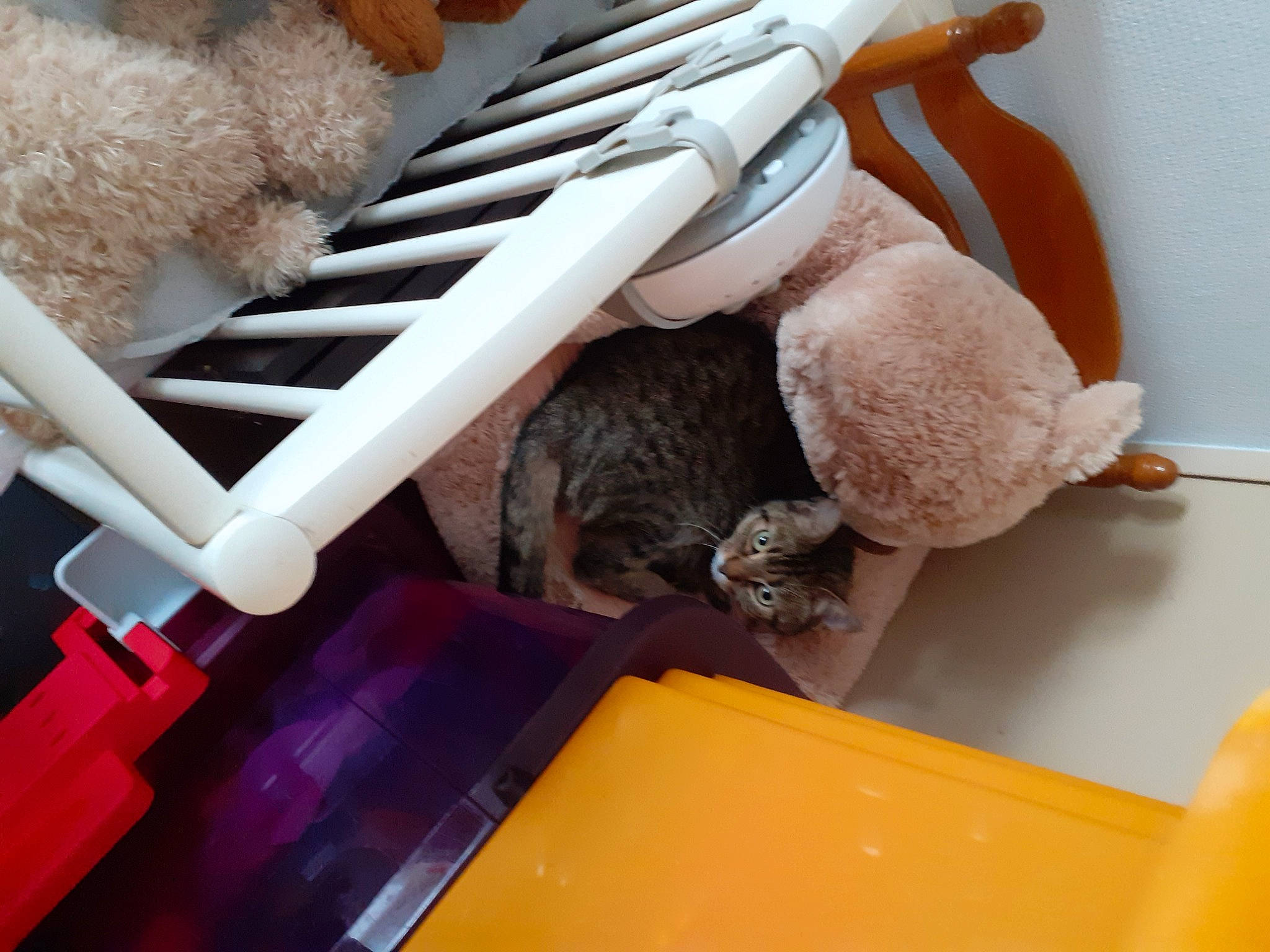 Padjo participe au concours pour gagner de l'argent avec cette photo : canidae, carnivore, chair, comfort, companion_dog, fawn, felidae, fur, mammal, plush, room, shelf, small_to_medium_sized_cats, sporting_group, stuffed_toy, tail, toy, vertebrate, wood, yellow