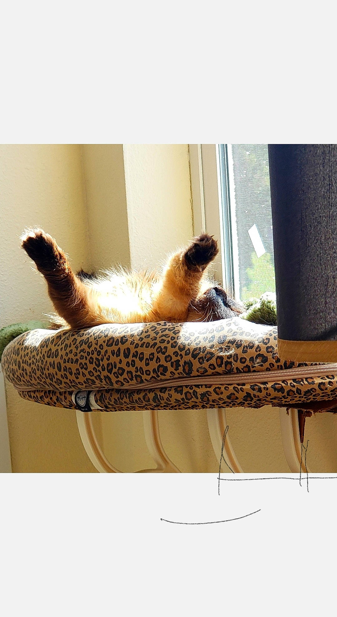 Kiki joined the competition — help win amazing prizes! carnivore, cat, comfort, companion_dog, fawn, felidae, fur, furniture, outdoor_furniture, plant, rectangle, room, shade, siamese, small_to_medium_sized_cats, tail, tints_and_shades, whiskers, window, wood