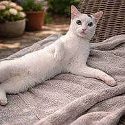 Oakley is registered to the contest to win money with this photo: cat, white_cat, green_eyes, relaxed, lounging, outdoor, blanket, wicker_chair, potted_plants, flowers, bokeh, portrait, pet, fur, pink_nose, sunlight, cozy, close_up, garden, daytime