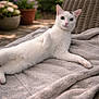cat, white_cat, green_eyes, relaxed, lounging, outdoor, blanket, wicker_chair, potted_plants, flowers, bokeh, portrait, pet, fur, pink_nose, sunlight, cozy, close_up, garden, daytime