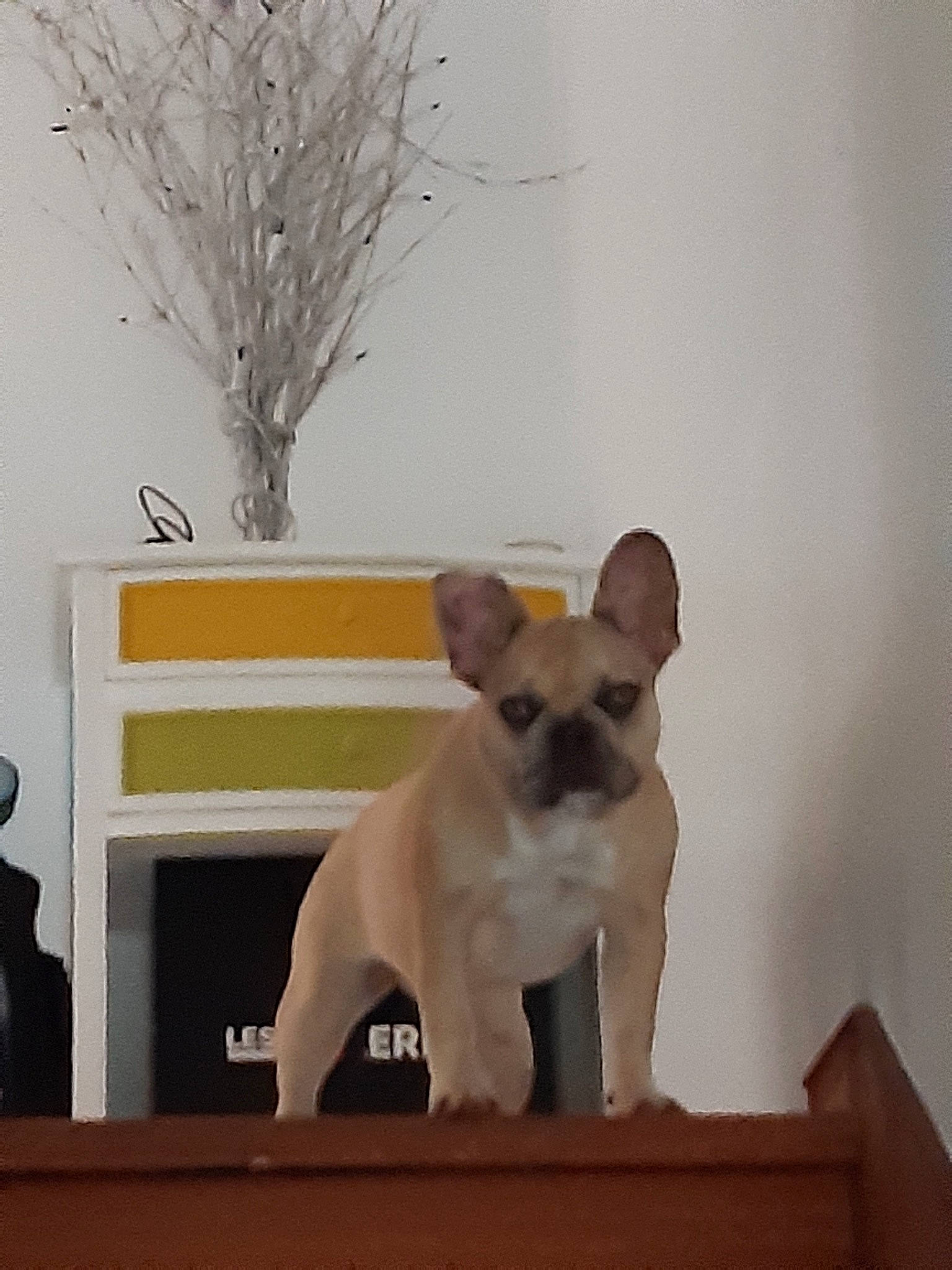 Pepita a rejoint le concours — aidez-le/la à gagner de superbes lots ! bulldog, canidae, carnivore, chihuahua, companion_dog, dog, dog_breed, fawn, french_bulldog, mammal, non_sporting_group, puppy, snout, vertebrate