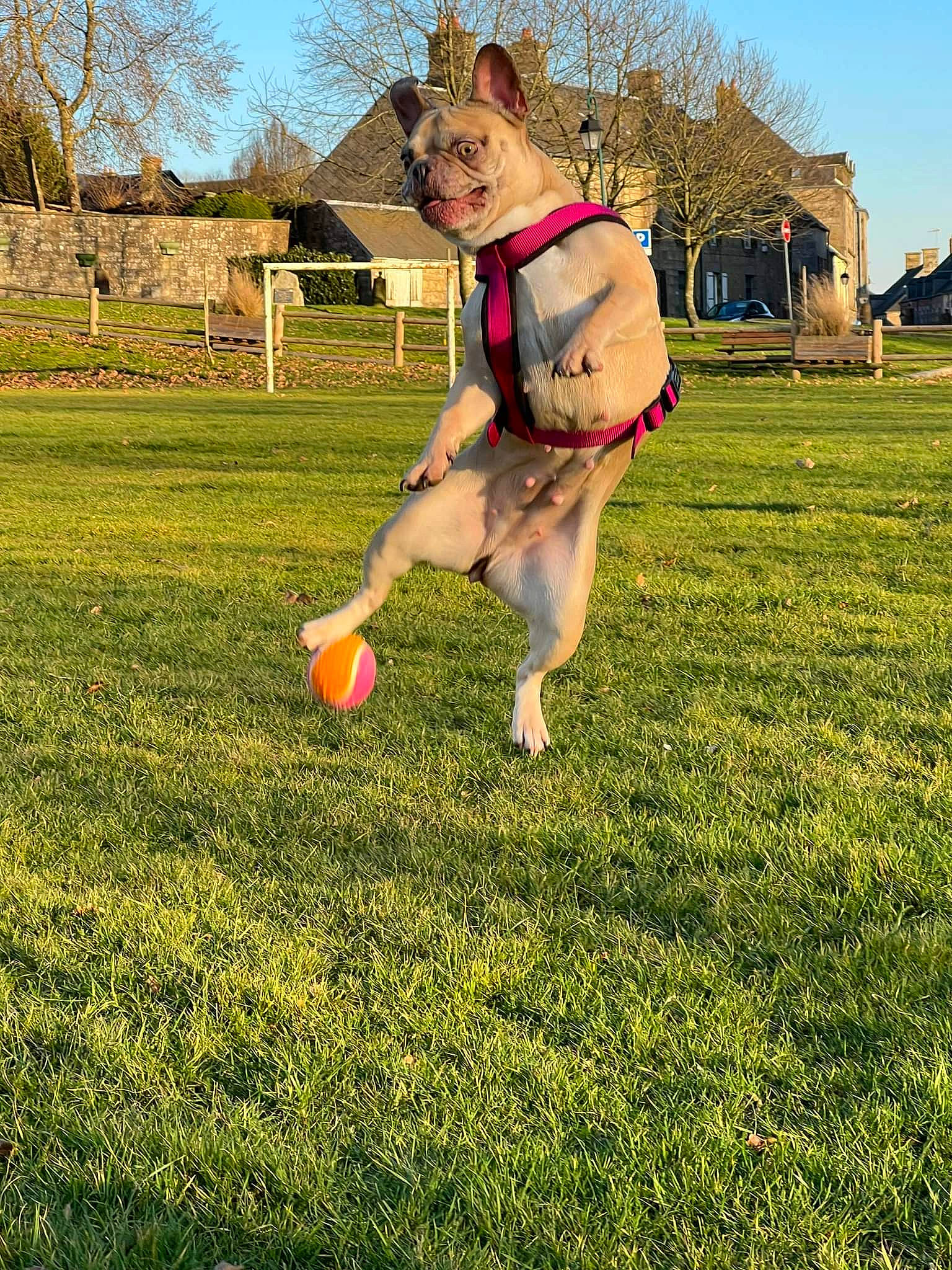 Pepita participe au concours pour gagner de l'argent avec cette photo : canidae, carnivore, companion_dog, dog, dog_breed, fawn, grass, grassland, happy, house, lawn, leisure, meadow, pasture, people_in_nature, plant, recreation, sky, sports, tree