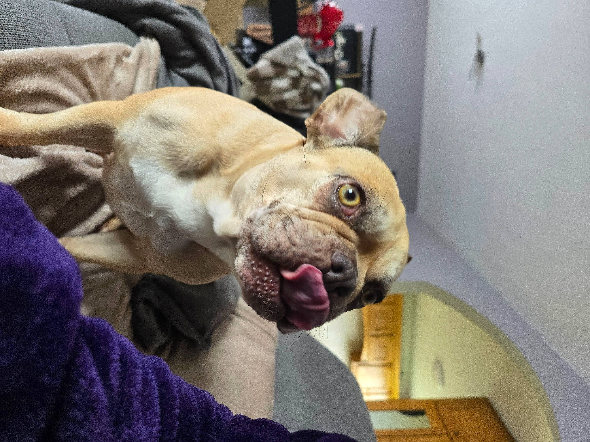 Pepita a rejoint le concours — aidez-le/la à gagner de superbes lots ! canidae, carnivore, collar, comfort, companion_dog, dog, dog_breed, ear, fawn, felidae, fur, guard_dog, room, snout, sporting_group, toy_dog, whiskers, wood, wrinkle, yawn