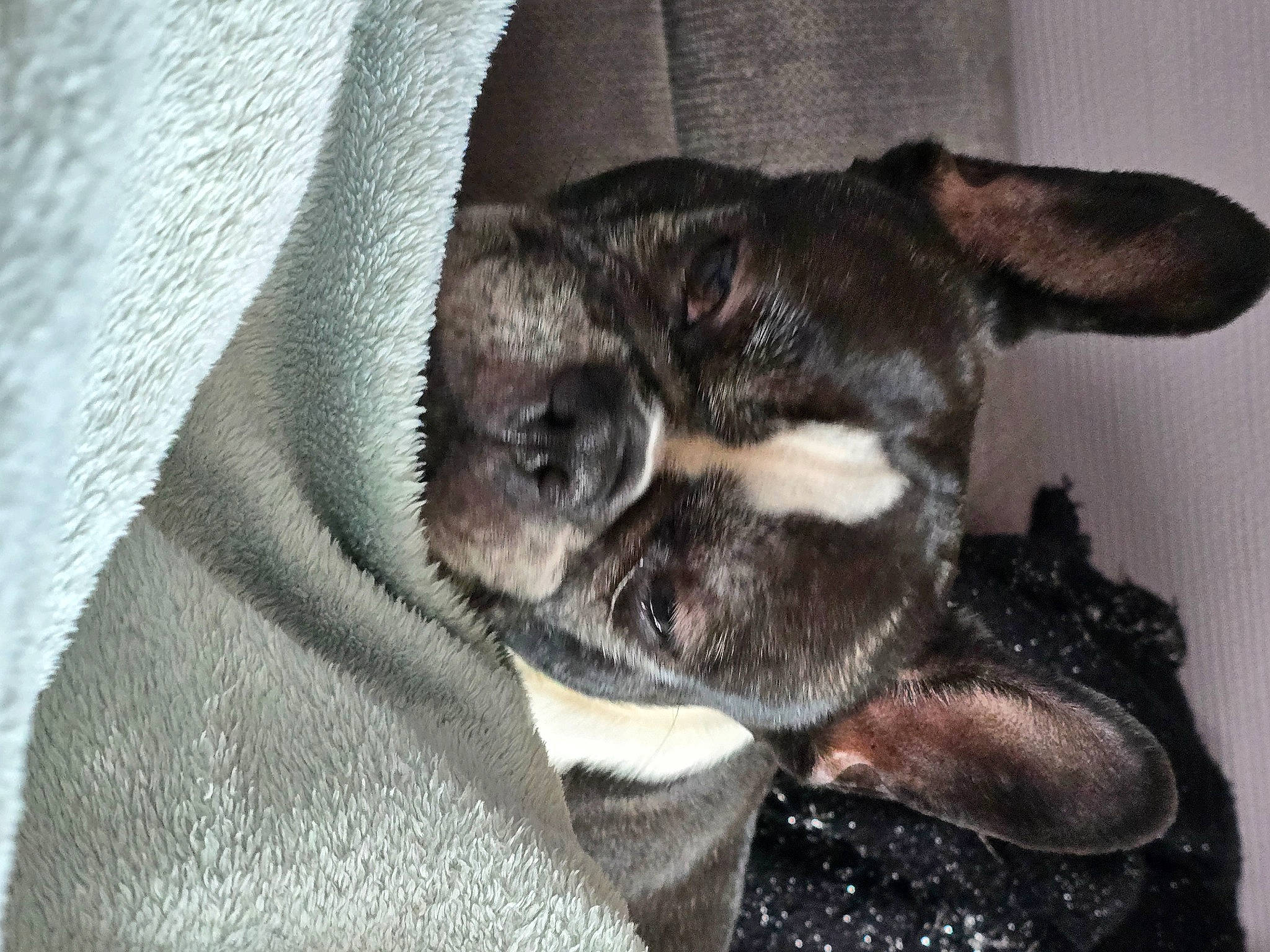 Nalya participe au concours pour gagner de l'argent avec cette photo : canidae, carnivore, claw, comfort, companion_dog, dog, dog_breed, ear, fawn, fur, liver, nap, non_sporting_group, paw, sporting_group, tail, terrestrial_animal, toy_dog, whiskers, working_animal