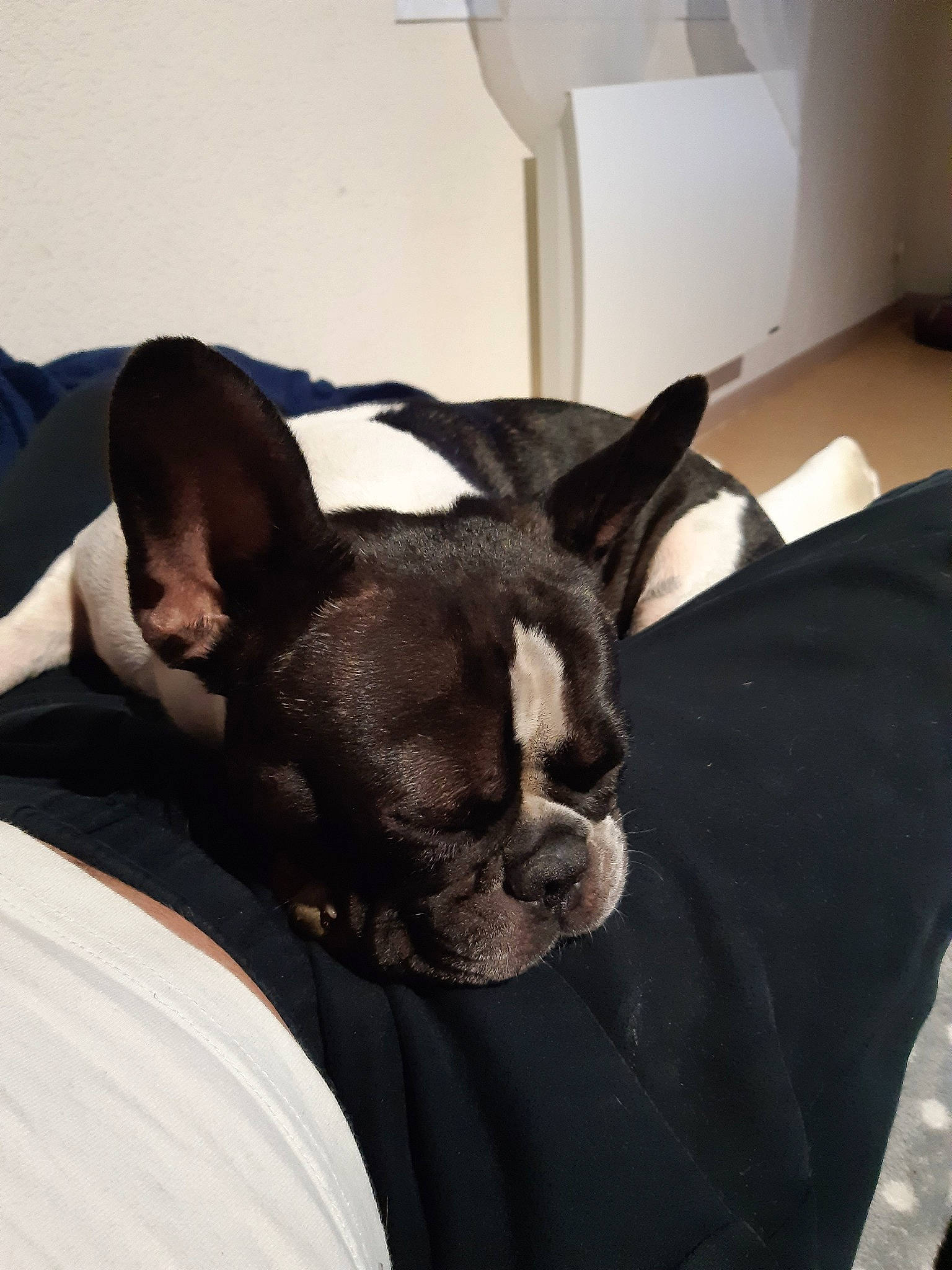 Nalya a rejoint le concours — aidez-le/la à gagner de superbes lots ! boston_terrier, canidae, carnivore, companion_dog, dog, dog_breed, ear, fawn, french_bulldog, mammal, non_sporting_group, snout, vertebrate, whiskers