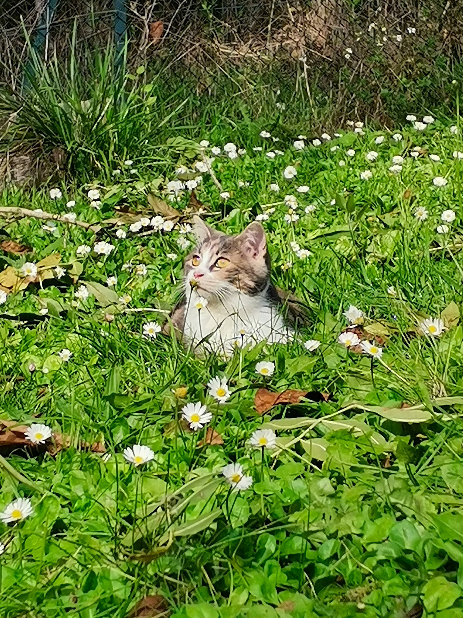 Nahla participe au concours pour gagner de l'argent avec cette photo : camomile, cat, domestic_short_haired_cat, felidae, flower, flowering_plant, garden, grass, grass_family, grassland, groundcover, herbaceous_plant, lawn, meadow, petal, plant, shrub, tail, terrestrial_animal, vegetation