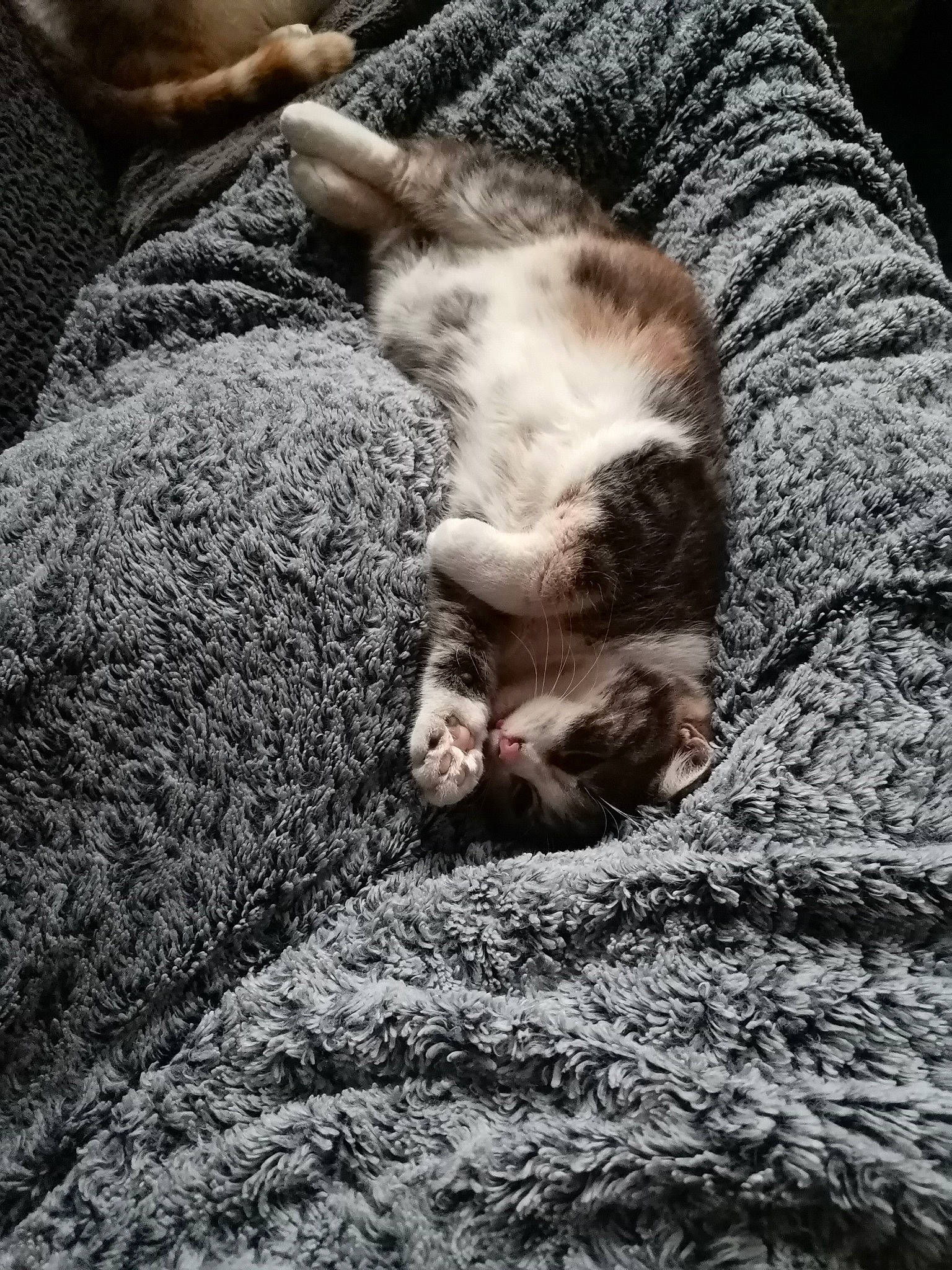 Nahla participe au concours pour gagner de l'argent avec cette photo : carnivore, cat, claw, comfort, domestic_short_haired_cat, felidae, fur, grass, grey, linens, nap, paw, sleep, small_to_medium_sized_cats, sporting_group, tail, textile, vertebrate, whiskers, wood