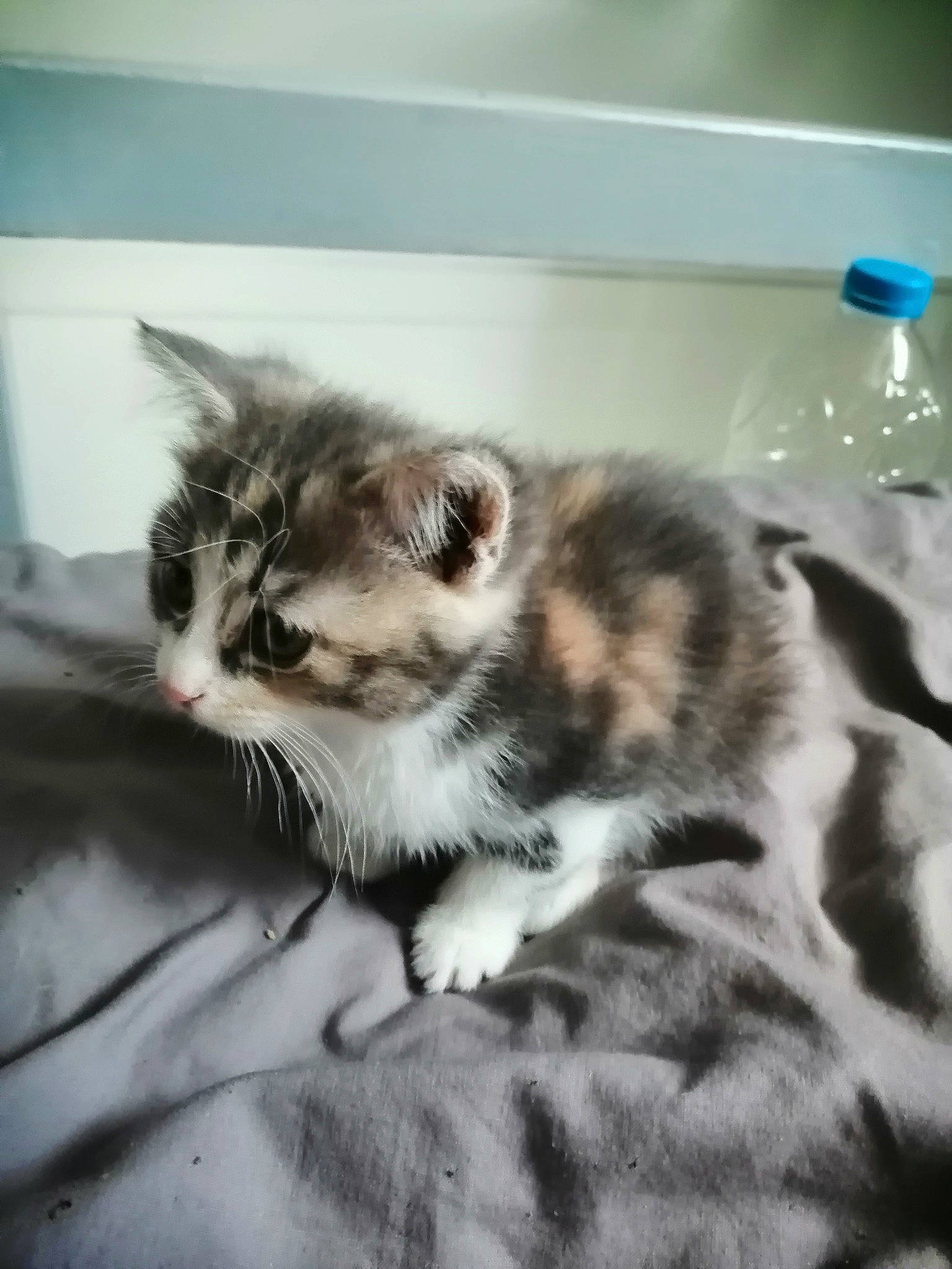 Nahla participe au concours pour gagner de l'argent avec cette photo : bottle, carnivore, cat, claw, domestic_short_haired_cat, felidae, flooring, fluid, fur, liquid, paw, plastic_bottle, plumbing, small_to_medium_sized_cats, snout, tail, terrestrial_animal, water_bottle, whiskers, window