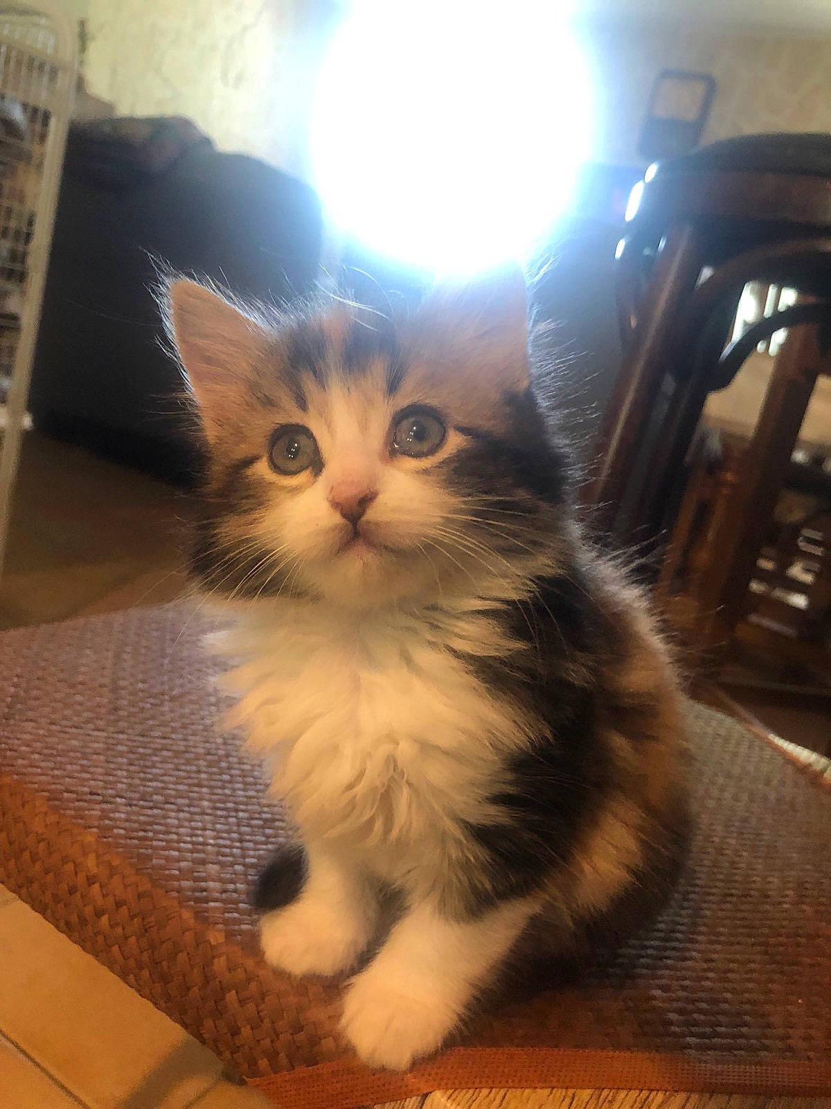 Perle a rejoint le concours — aidez-le/la à gagner de superbes lots ! box, carnivore, cat, comfort, domestic_short_haired_cat, fawn, felidae, flooring, fur, hardwood, iris, lap, paw, plant, small_to_medium_sized_cats, snout, tail, whiskers, window, wood