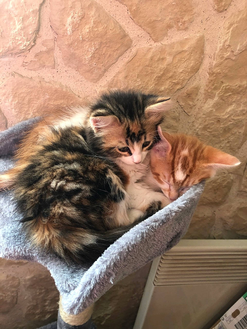 Perle a rejoint le concours — aidez-le/la à gagner de superbes lots ! carnivore, cat, cat_supply, claw, comfort, domestic_short_haired_cat, door, fawn, felidae, fur, paw, sitting, small_to_medium_sized_cats, snout, tail, terrestrial_animal, whiskers, window, wood