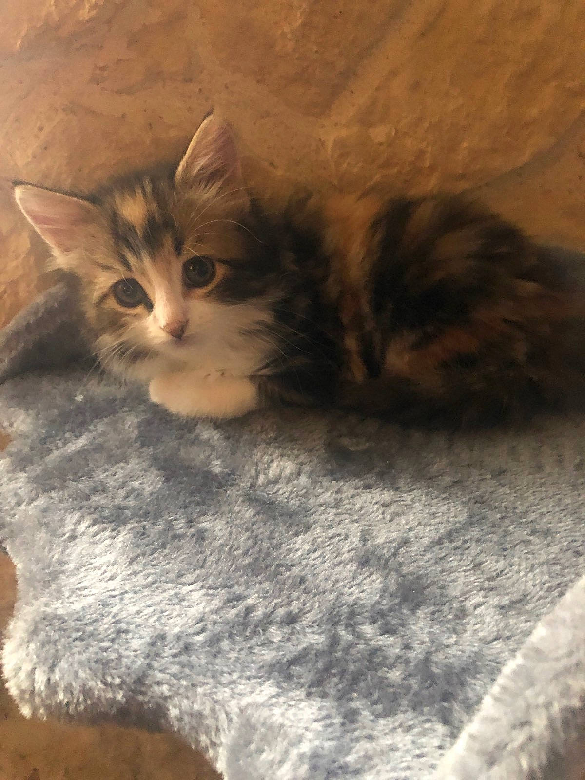 Perle participe au concours pour gagner de l'argent avec cette photo : brown, carnivore, cat, claw, comfort, domestic_short_haired_cat, fawn, felidae, fur, linens, paw, small_to_medium_sized_cats, snout, tail, whiskers, wood