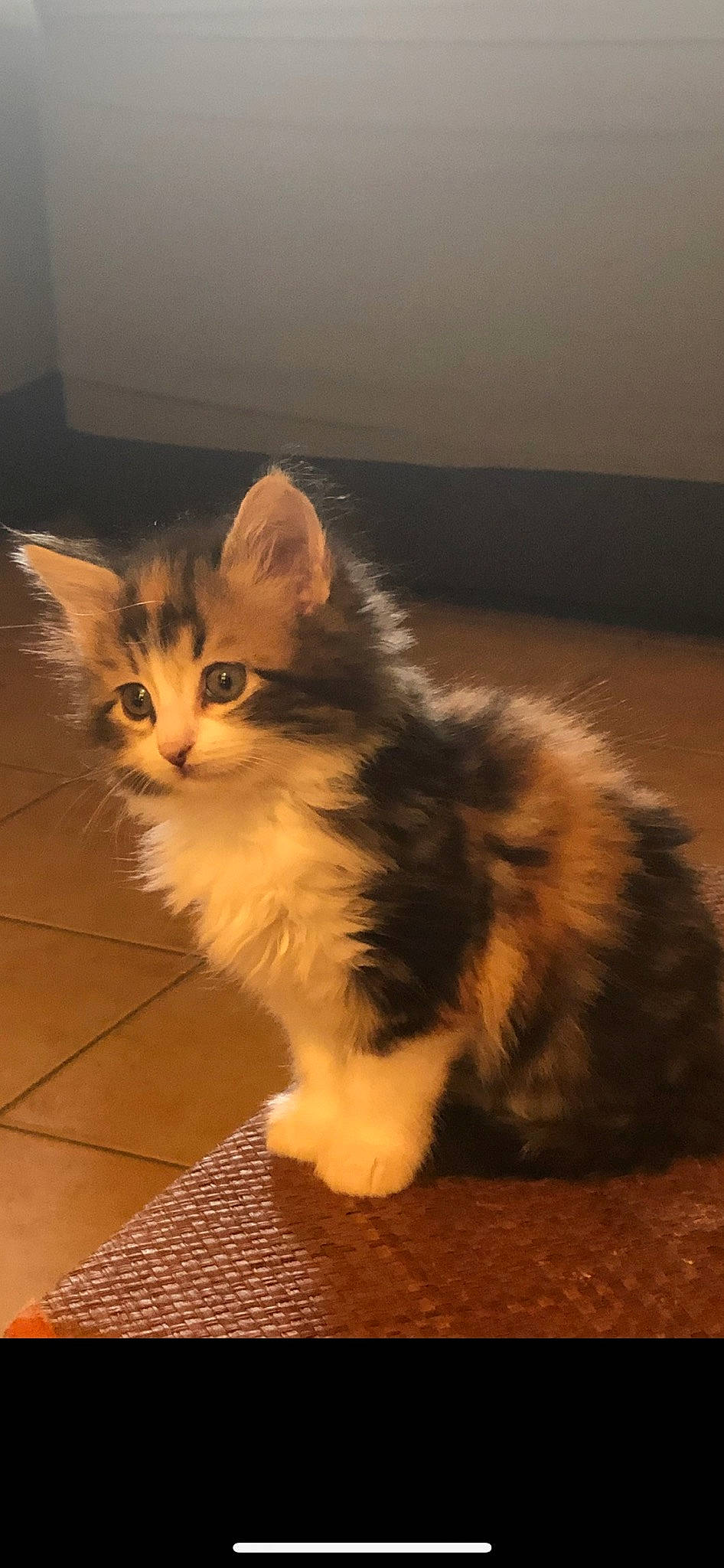 Perle participe au concours pour gagner de l'argent avec cette photo : art, box, carnivore, cat, claw, domestic_short_haired_cat, fawn, felidae, flooring, fur, hardwood, maine_coon, paw, sitting, small_to_medium_sized_cats, snout, tail, terrestrial_animal, whiskers, wood