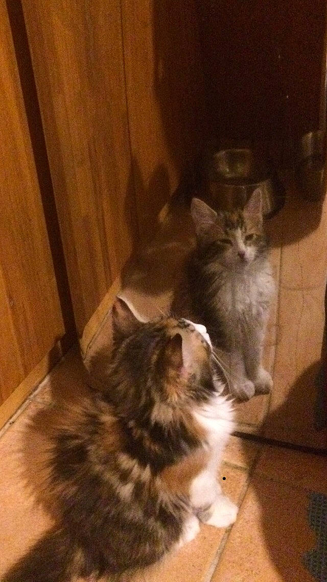 Perle a rejoint le concours — aidez-le/la à gagner de superbes lots ! box, carnivore, cat, domestic_short_haired_cat, door, felidae, floor, flooring, fur, grey, hardwood, paw, small_to_medium_sized_cats, snout, tail, terrestrial_animal, whiskers, wood, wood_flooring, wood_stain