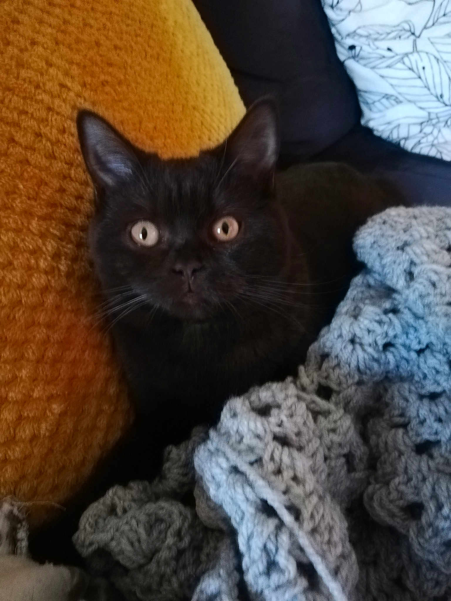 Chouquette