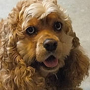 Pixie joined the competition — help win amazing prizes! adorable, animal, brown, canine, close_up, companion, curly_hair, cute, dog, expression, face, fluffy, friendly, fur, indoor, looking, mammal, pet, portrait, tongue_out
