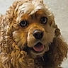 adorable, animal, brown, canine, close_up, companion, curly_hair, cute, dog, expression, face, fluffy, friendly, fur, indoor, looking, mammal, pet, portrait, tongue_out