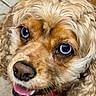 Pixie is registered to the contest to win money with this photo: animal, blue_eyes, canine, close_up, cute, dog, domestic_animal, expression, face, fluffy, friendly, fur, golden_fur, mammal, nose, pet, playful, portrait, tongue, whiskers