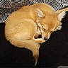 Daisy participe au concours pour gagner de l'argent avec cette photo : dog, sleeping, curled_up, fluffy, golden_fur, pet, cozy, resting, cute, animal, indoors, black_background, patterned_cushion, paw, tail, small_dog, fur, relaxed, quiet, companion