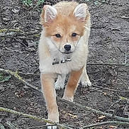 Daisy participe au concours pour gagner de l'argent avec cette photo : puppy, dog, canine, forest_floor, twigs, leaves, outdoor, nature, young_dog, fur, ears, collar, animal, pet, walking, ground, brown, white, cute, adorable