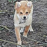 adorable, animal, brown, canine, collar, cute, dog, ears, forest_floor, fur, ground, leaves, nature, outdoor, pet, puppy, twigs, walking, white, young_dog