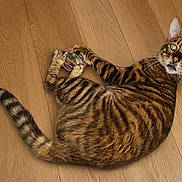 Zinou a rejoint le concours — aidez-le/la à gagner de superbes lots ! alert, animal, bengal_cat, cat, cute, domestic_cat, feline, fur, indoor, laying_down, looking_up, mammal, paws, pet, playful, striped, toy, whiskers, wide_eyes, wooden_floor