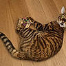 alert, animal, bengal_cat, cat, cute, domestic_cat, feline, fur, indoor, laying_down, looking_up, mammal, paws, pet, playful, striped, toy, whiskers, wide_eyes, wooden_floor