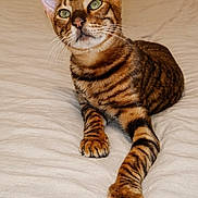 Zinou participe au concours pour gagner de l'argent avec cette photo : bengal_cat, cat, pet, animal, feline, striped, green_eyes, bed, indoor, fur, whiskers, ears, paws, resting, cute, curious, portrait, domestic_cat, mammal, relaxed