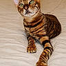 bengal_cat, cat, pet, animal, feline, striped, green_eyes, bed, indoor, fur, whiskers, ears, paws, resting, cute, curious, portrait, domestic_cat, mammal, relaxed