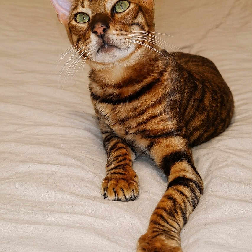Zinou participe au concours pour gagner de l'argent avec cette photo : bengal_cat, cat, pet, animal, feline, striped, green_eyes, bed, indoor, fur, whiskers, ears, paws, resting, cute, curious, portrait, domestic_cat, mammal, relaxed