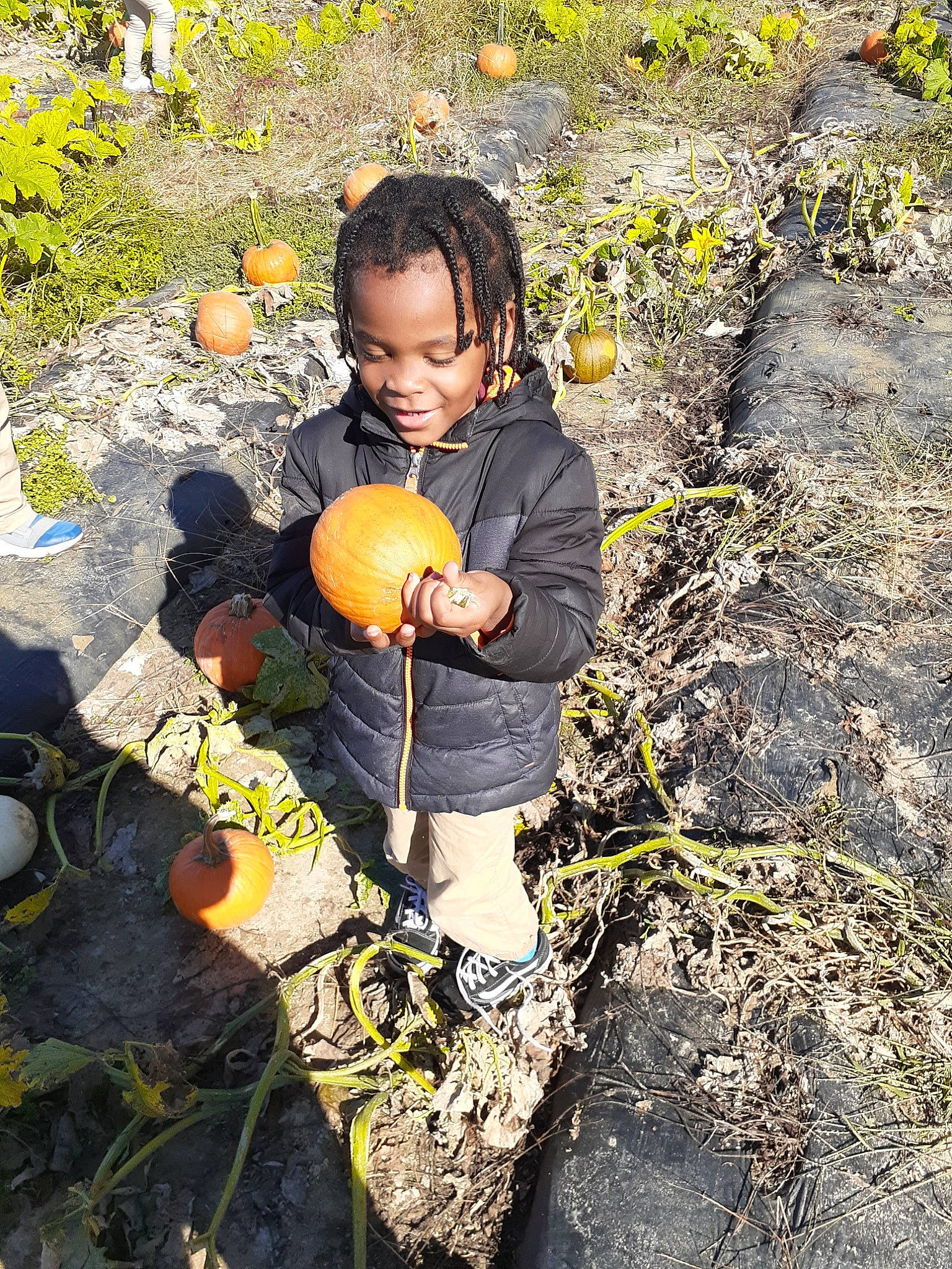 Amori is registered to the contest to win money with this photo: adaptation, apple, autumn, child, fruit, joy, leaf, person, plant, play, smile, toddler, tree