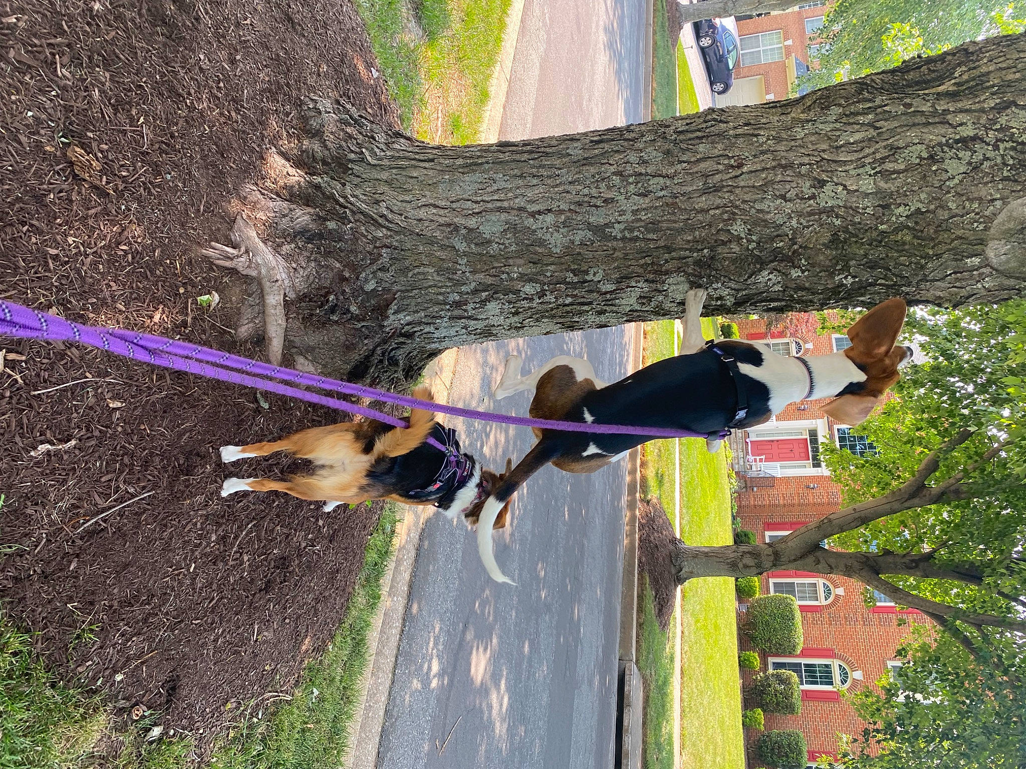 Bea joined the competition — help win amazing prizes! adventure, branch, fun, grass, leisure, plant, pole, recreation, rope, tree, trunk, twig, wood, woody_plant