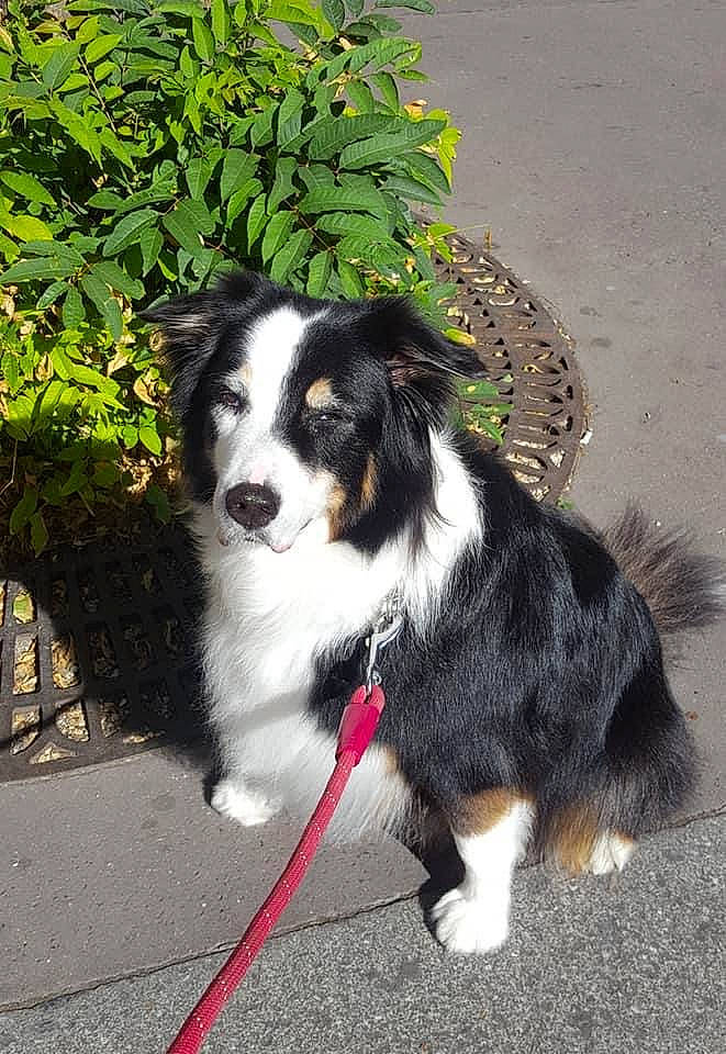 Lasy participe au concours pour gagner de l'argent avec cette photo : australian_collie, australian_shepherd, border_collie, canidae, carnivore, companion_dog, dog, dog_breed, fur, grass, herding_dog, paw, plant, snout, sporting_group, tail, toy_dog, whiskers, working_animal, working_dog