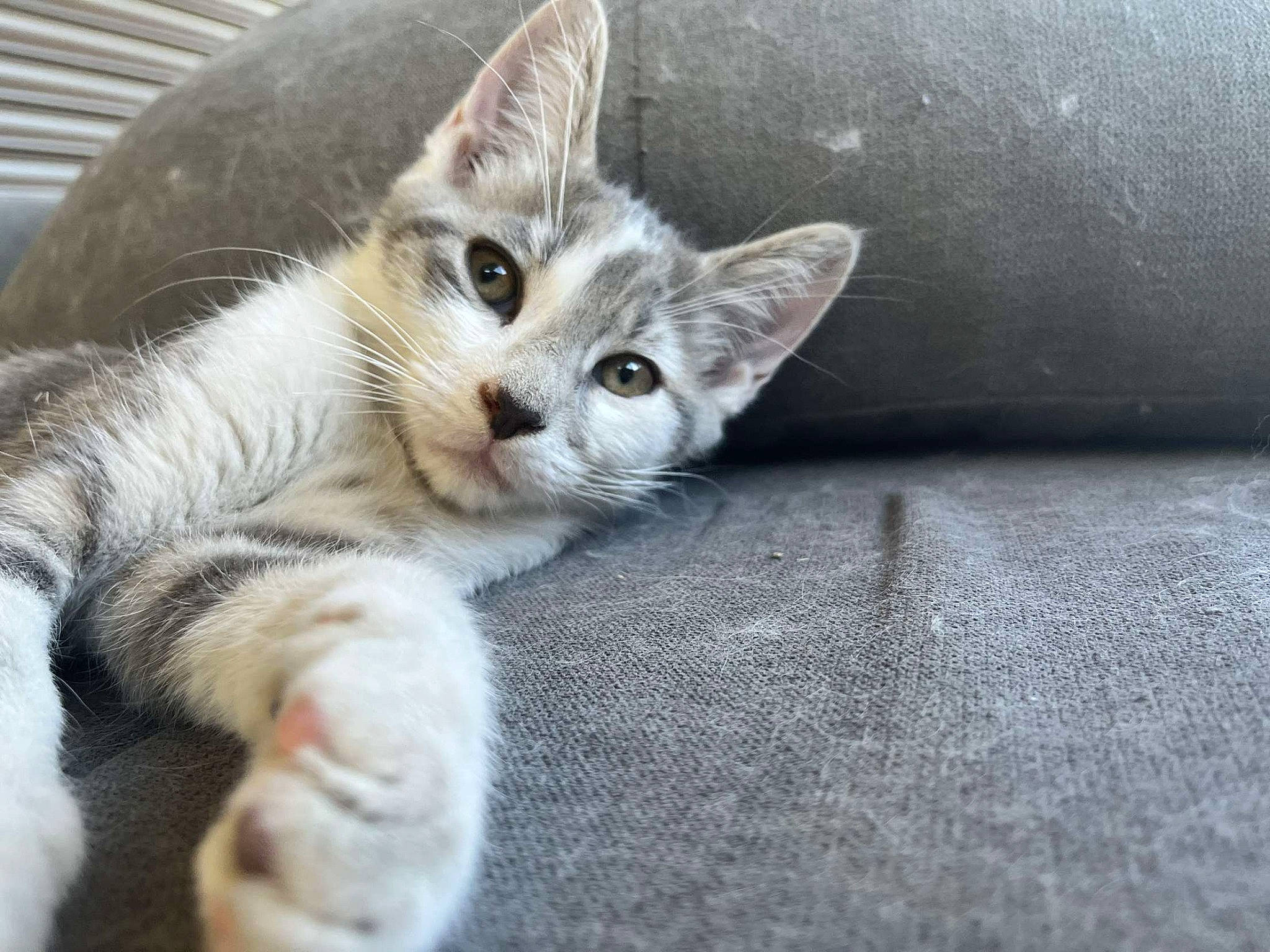 Taïgo participe au concours pour gagner de l'argent avec cette photo : carnivore, cat, claw, comfort, domestic_short_haired_cat, eye, fawn, felidae, fur, paw, small_to_medium_sized_cats, snout, tail, whiskers