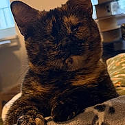 Martian is registered to the contest to win money with this photo: cat, tortoiseshell, feline, pet, animal, indoor, blanket, relaxing, sleepy, fur, paw, closeup, cozy, home, window, soft_light, comfort, cute, resting, domestic