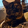 cat, tortoiseshell, feline, pet, animal, indoor, blanket, relaxing, sleepy, fur, paw, closeup, cozy, home, window, soft_light, comfort, cute, resting, domestic
