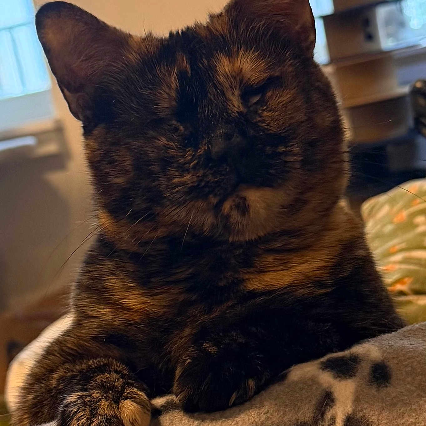 Martian is registered to the contest to win money with this photo: cat, tortoiseshell, feline, pet, animal, indoor, blanket, relaxing, sleepy, fur, paw, closeup, cozy, home, window, soft_light, comfort, cute, resting, domestic