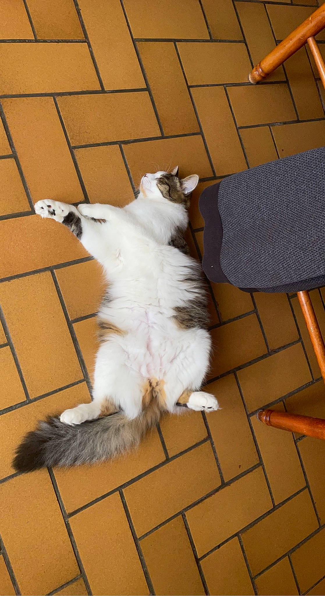 Gomette a rejoint le concours — aidez-le/la à gagner de superbes lots ! carnivore, cat, claw, companion_dog, dog_breed, fawn, felidae, floor, flooring, fur, hardwood, laminate_flooring, paw, shadow, small_to_medium_sized_cats, sporting_group, tail, whiskers, wood, wood_flooring