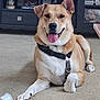 brown_dog, canine, carpet, chew_toy, collar, cup, dog, ears, entertainment_center, furniture, happy, home_decor, indoor, leash, medium_sized_dog, paw, pet, relaxed, smiling, tongue_out