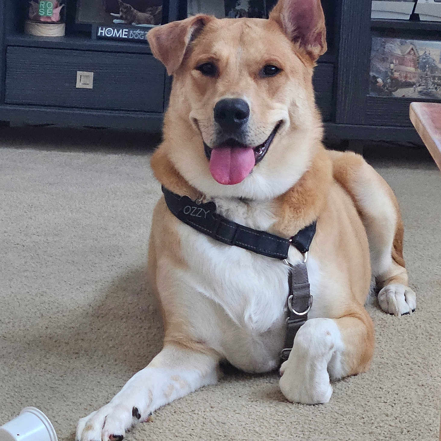 Ozzy is registered to the contest to win money with this photo: brown_dog, canine, carpet, chew_toy, collar, cup, dog, ears, entertainment_center, furniture, happy, home_decor, indoor, leash, medium_sized_dog, paw, pet, relaxed, smiling, tongue_out