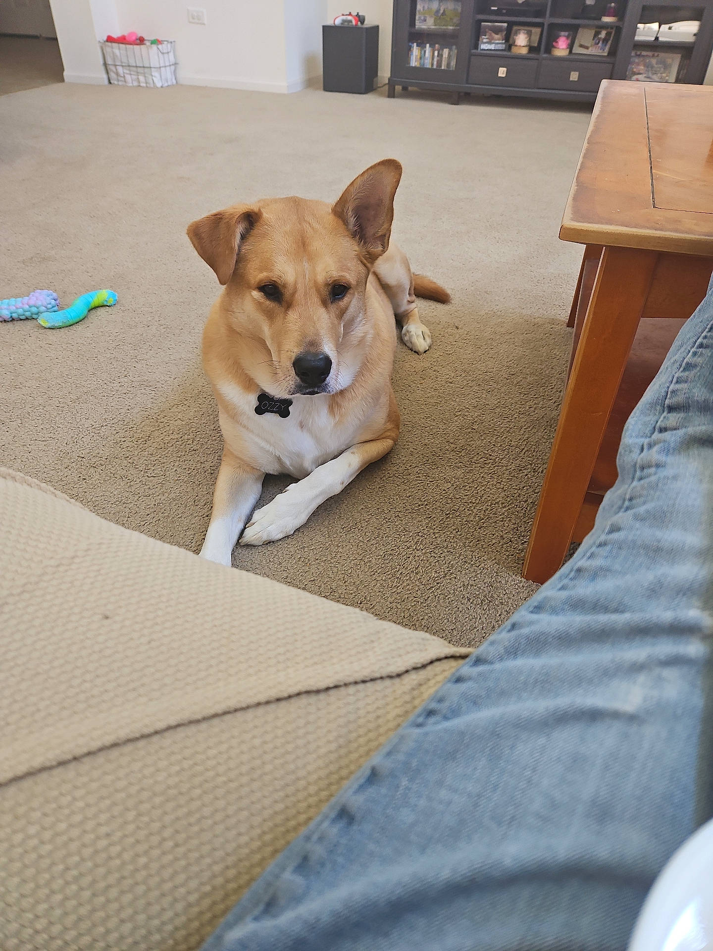 Ozzy joined the competition — help win amazing prizes! animal, brown_dog, canine, carpet, casual, cozy, dog, domestic, ear, floor, furniture, home, indoor, jeans, living_room, pet_tag, relaxed, resting, table, toy