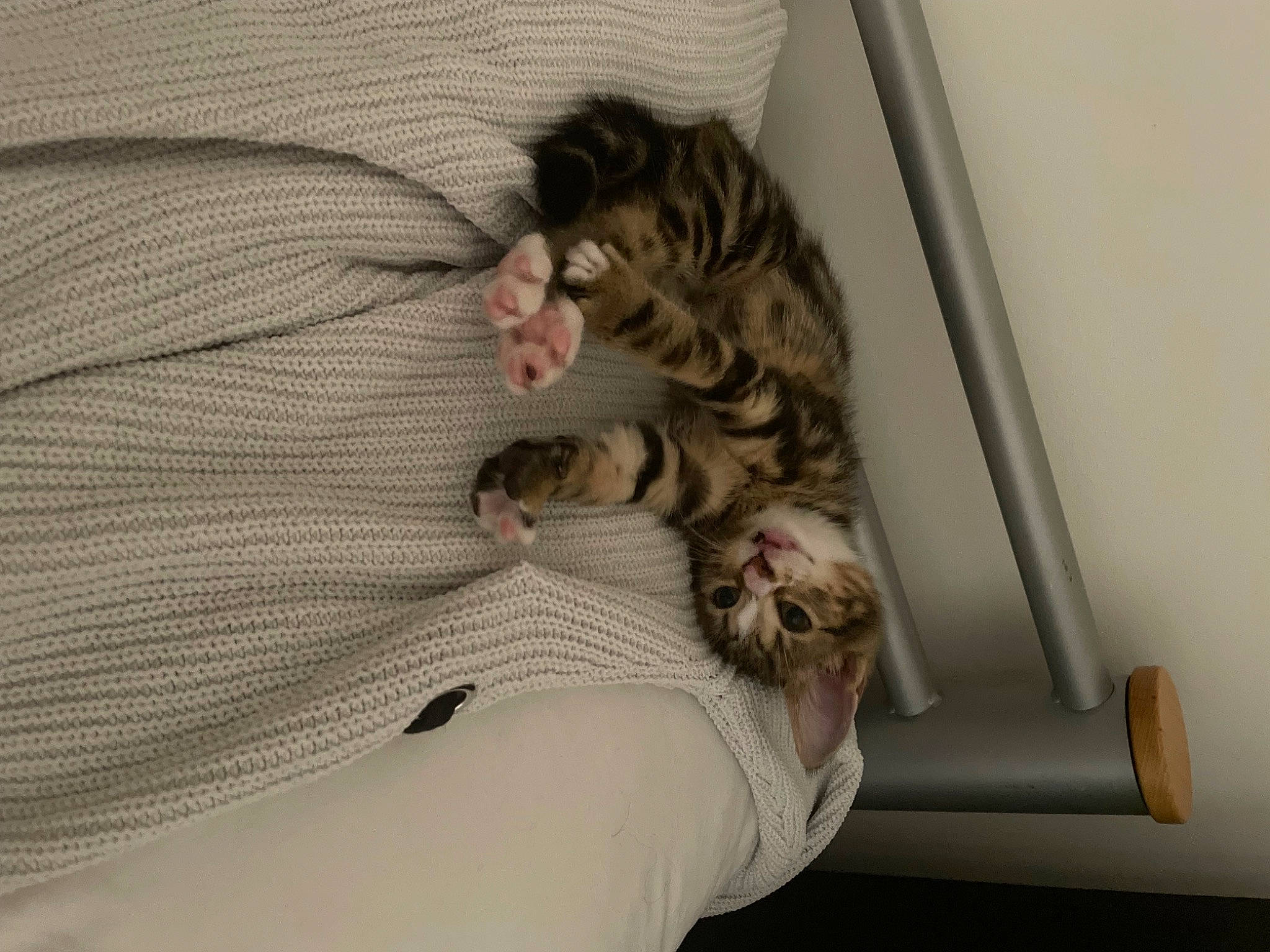 Chelsea a rejoint le concours — aidez-le/la à gagner de superbes lots ! bed, carnivore, cat, claw, comfort, couch, domestic_short_haired_cat, fawn, felidae, fur, grey, human_leg, linens, nap, paw, room, small_to_medium_sized_cats, tail, terrestrial_animal, whiskers