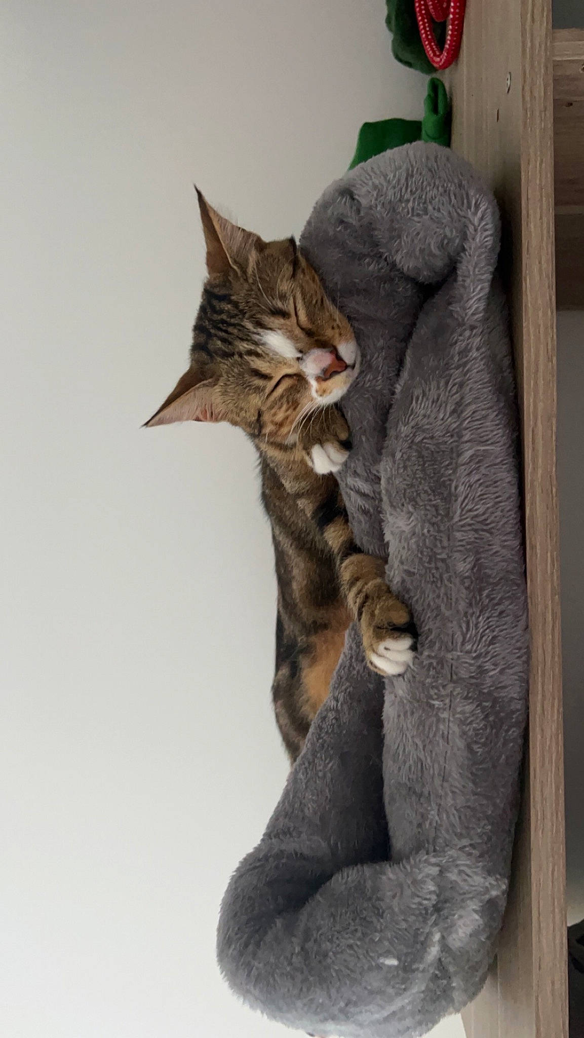 Chelsea participe au concours pour gagner de l'argent avec cette photo : art, carnivore, cat, cat_bed, cat_supply, claw, domestic_short_haired_cat, fawn, felidae, fur, gesture, mammal, small_to_medium_sized_cats, snout, tail, twig, vertebrate, whiskers, window, wood