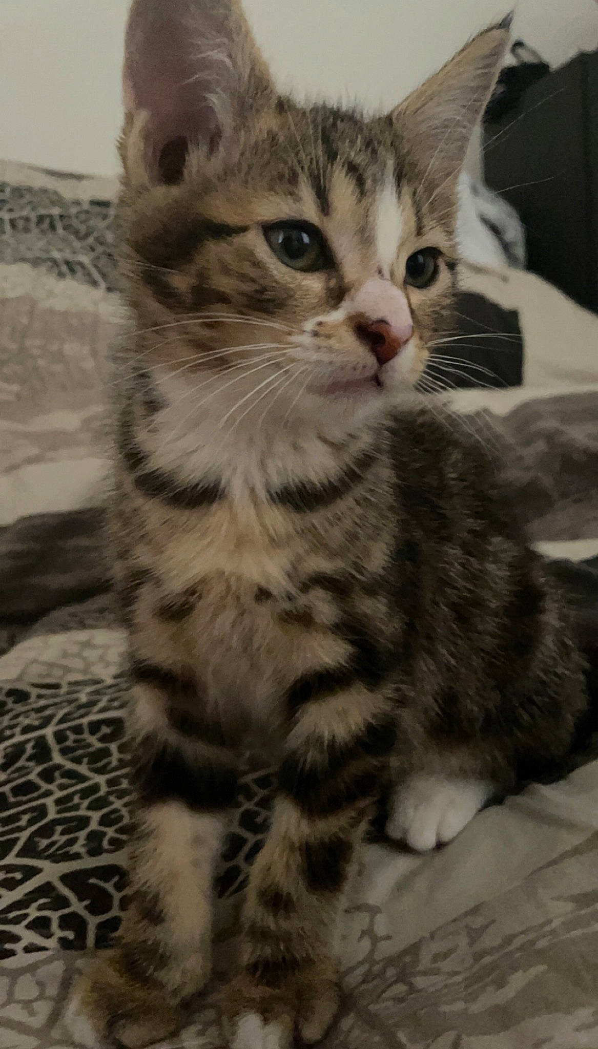 Chelsea a rejoint le concours — aidez-le/la à gagner de superbes lots ! carnivore, cat, claw, domestic_short_haired_cat, felidae, fur, paw, sitting, small_to_medium_sized_cats, snout, tail, terrestrial_animal, whiskers