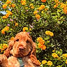 Bobby participe au concours pour gagner de l'argent avec cette photo : dog, puppy, golden_dog, fluffy, long_ears, brown_fur, harness, portrait, outdoor, garden, flowers, orange_flowers, greenery, foliage, sunlight, nature, closeup, sitting, pet, animal