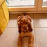 Bobby participe au concours pour gagner de l'argent avec cette photo : puppy, dog, cocker_spaniel, brown_fur, floppy_ears, lying_down, front_view, pet, animal, indoors, tile_floor, glass_door, sunlight, yellow_sofa, home, portrait, cute, fluffy, relaxed, photography