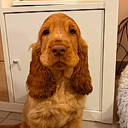 Bobby participe au concours pour gagner de l'argent avec cette photo : dog, cocker_spaniel, puppy, golden, fluffy, long_ears, wavy_fur, sitting, portrait, pet, indoors, home, cabinet, floor, paws, brown_fur, cute, looking_at_camera, animal, cozy