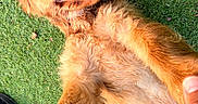 Bobby participe au concours pour gagner de l'argent avec cette photo : dog, golden_retriever, pet, animal, grass, outdoor, lying_down, belly_up, happy, smiling, open_mouth, floppy_ears, long_fur, golden_fur, portrait, closeup, playful, human_hands, paw_holding, sunlight