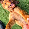 dog, golden_retriever, pet, animal, grass, outdoor, lying_down, belly_up, happy, smiling, open_mouth, floppy_ears, long_fur, golden_fur, portrait, closeup, playful, human_hands, paw_holding, sunlight